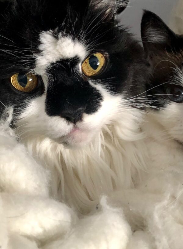 Our Seniors: Luke and Lily Himalayan/Persian cats.