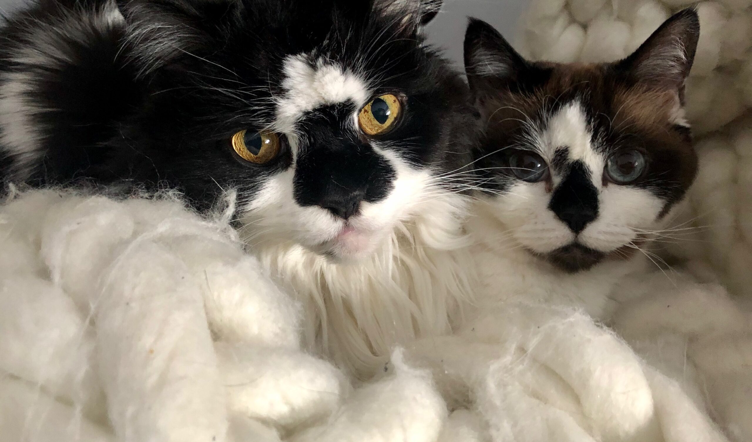 Our Seniors: Luke and Lily Himalayan/Persian cats.