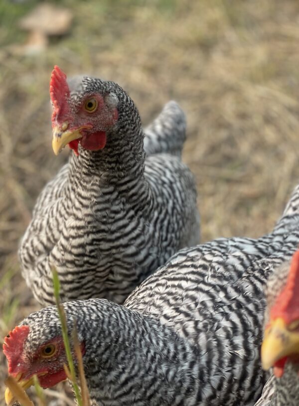 Barred Plymouth Rock Chickens